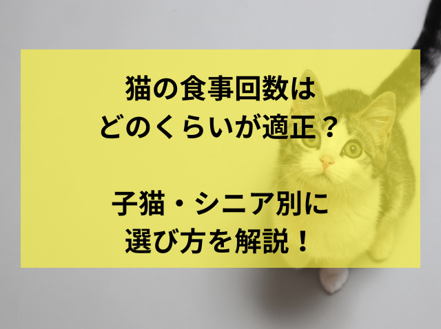 猫の食事回数はどのくらいが適正?子猫・シニア別に選び方を解説!