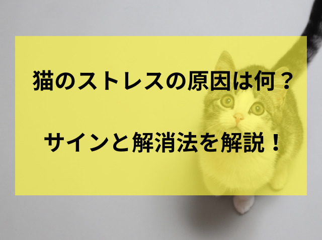 猫のストレスの原因は何?サインと解消法を解説!
