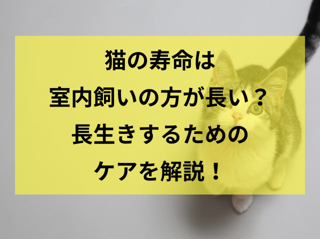 猫の寿命は室内飼いの方が長い?長生きするためのケアを解説!