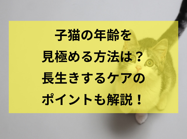 子猫の年齢を見極める方法は？長生きするケアのポイントも解説！